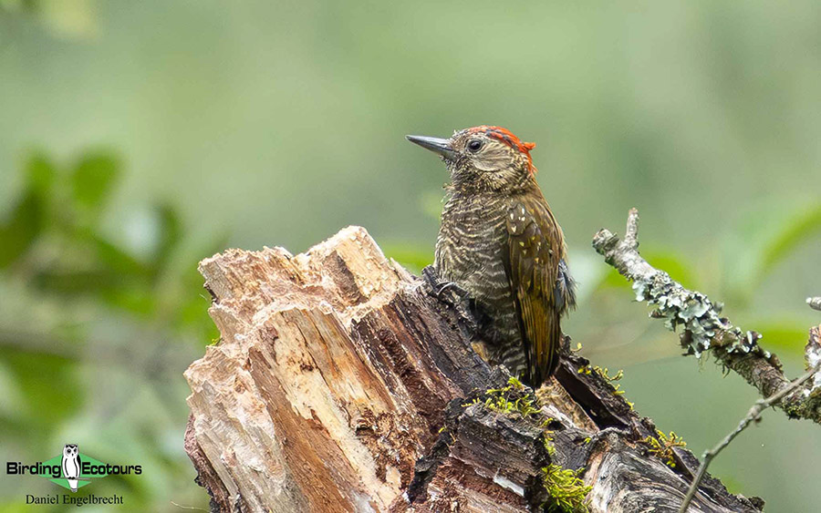 Birding Northwest Argentina