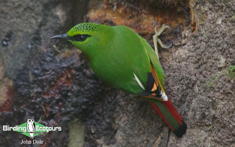 Northeast India birding 