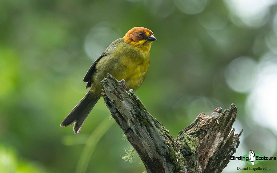 Birding Northwest Argentina