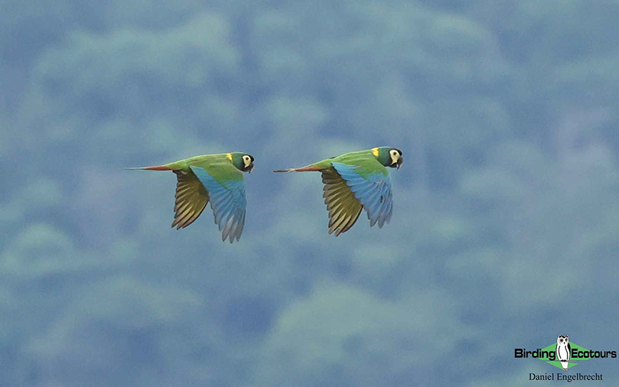 Birding Northwest Argentina