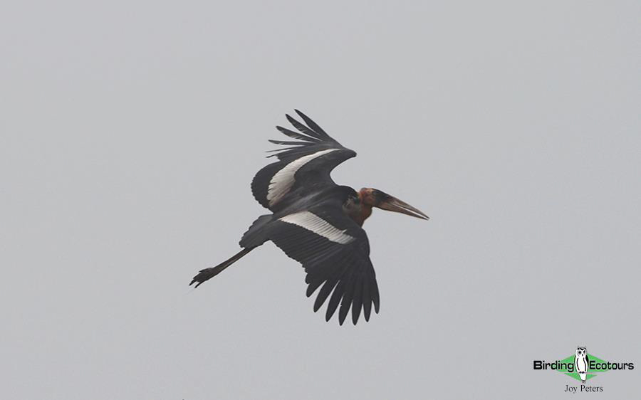 Northeast India birding 