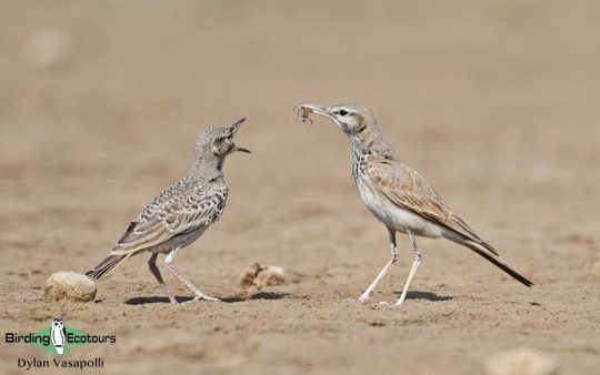 Champions of the Flyway