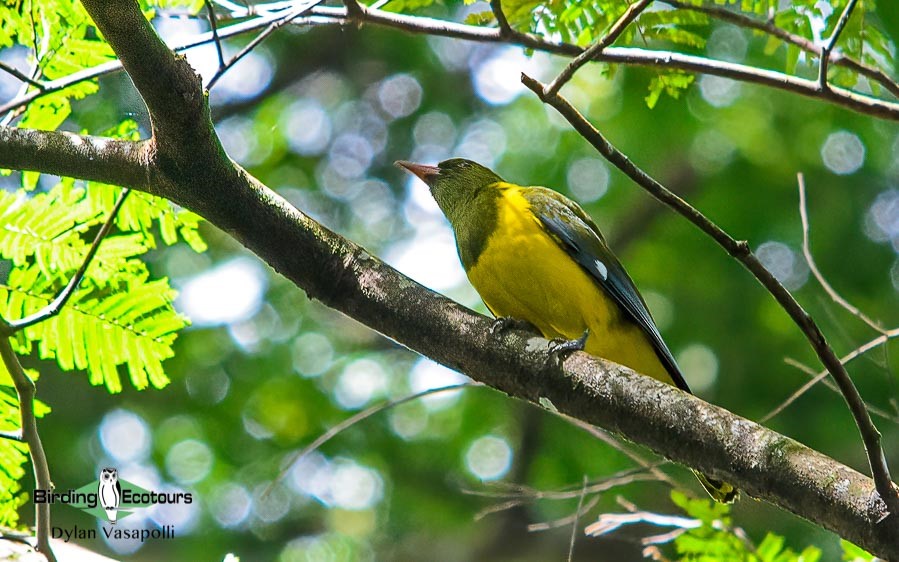 Mozambique birding tours