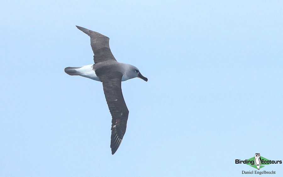 Flock at Sea