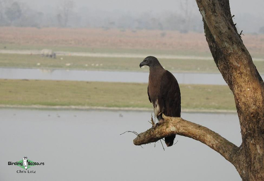 Northeast India birding 