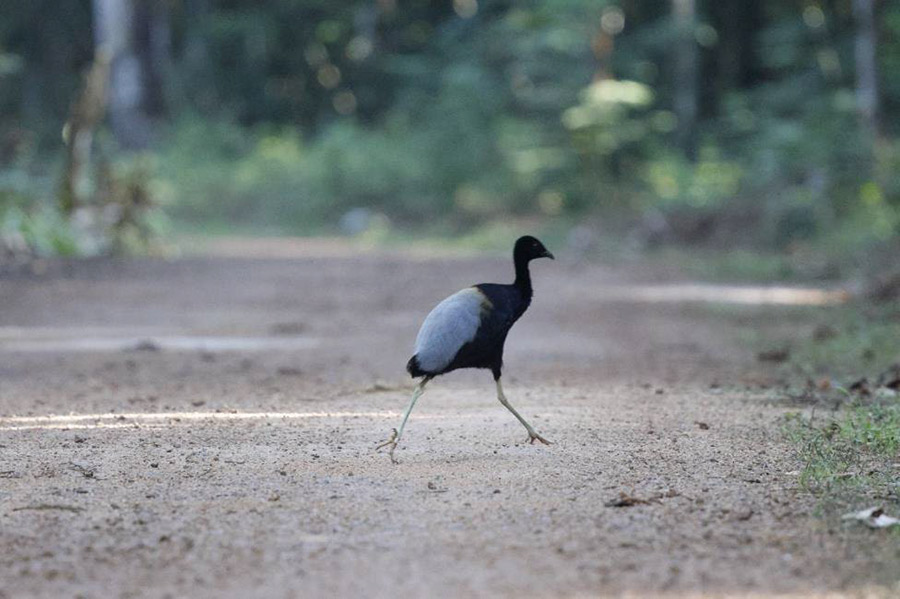 Guyana birding tour