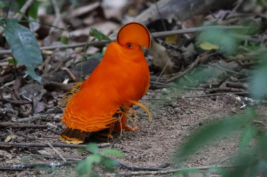 Guyana birding tour