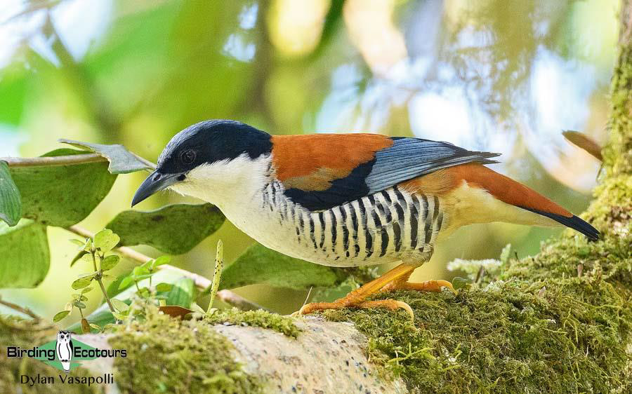 Northeast India birding 