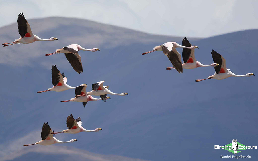 Birding Northwest Argentina