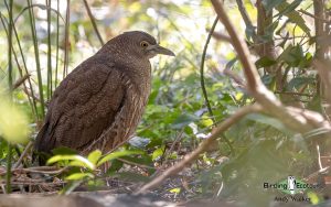 Japan Winter Birds