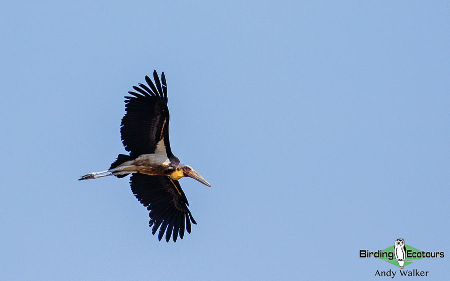 Ornithology and Ophthalmology in Rural Bihar, India