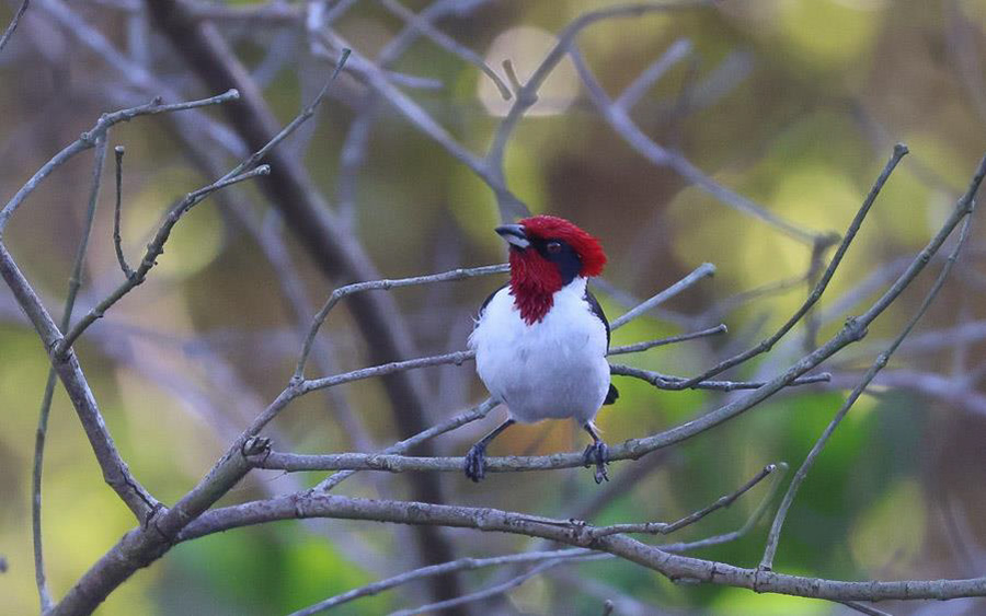 Trinidad and Tobago 