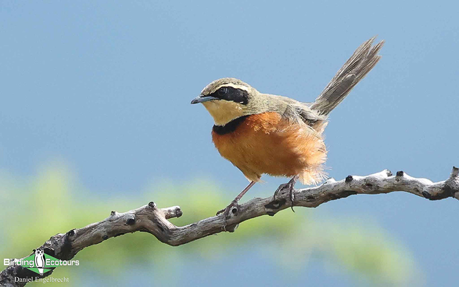 Birding Northwest Argentina