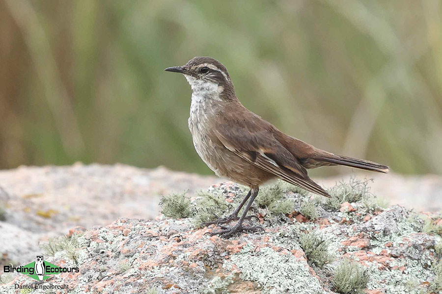 Birding Northwest Argentina