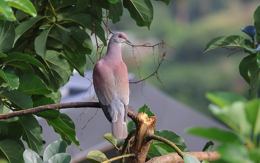 Trinidad and Tobago 