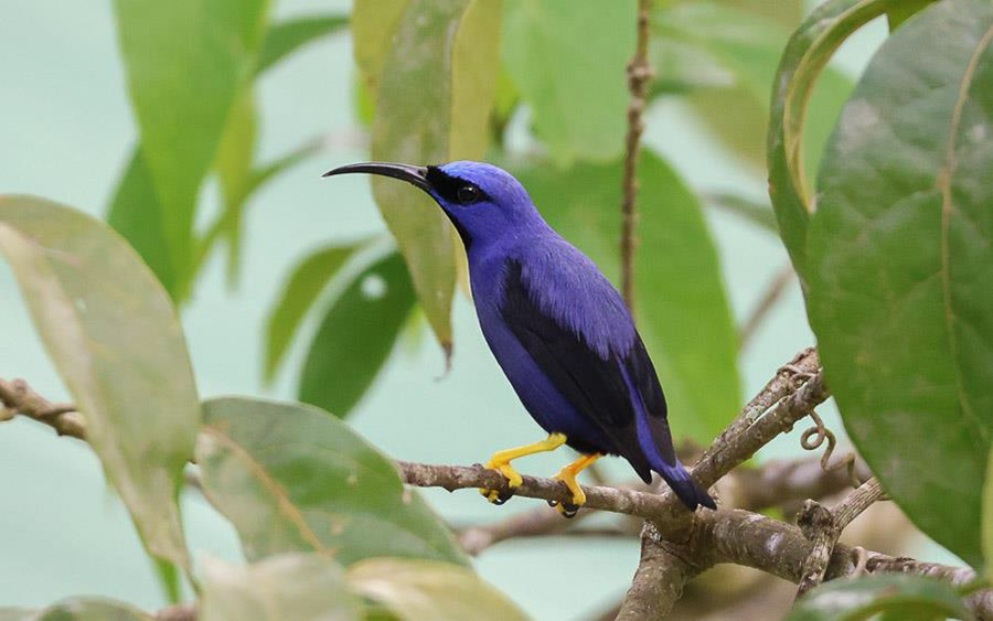 Trinidad and Tobago 