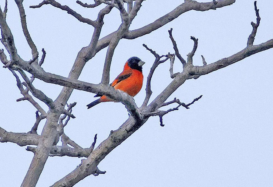 Guyana birding tour