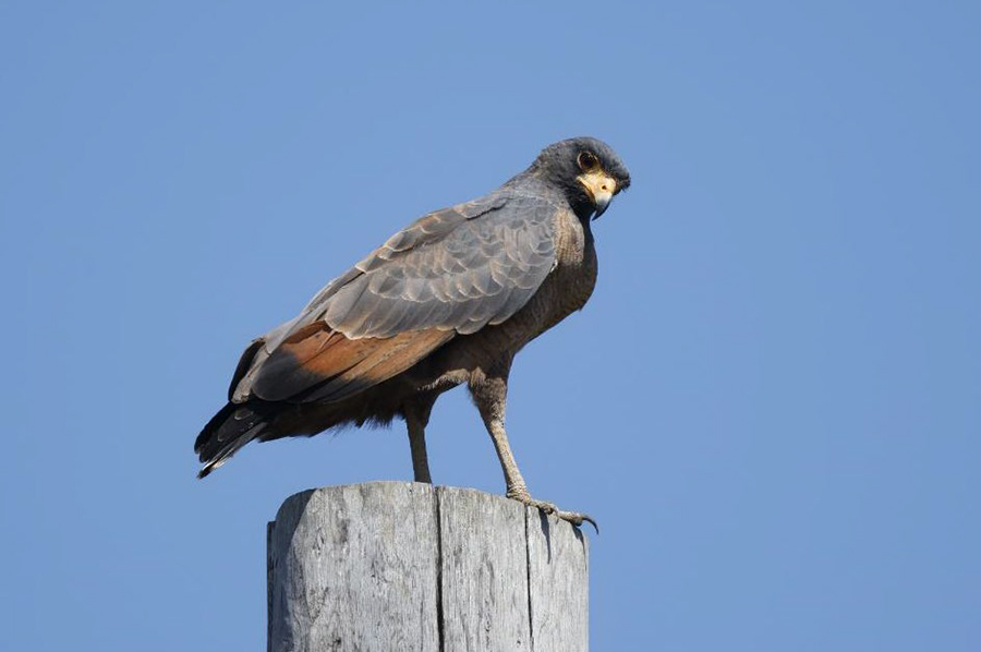 Guyana birding tour