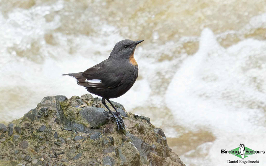 Birding Northwest Argentina