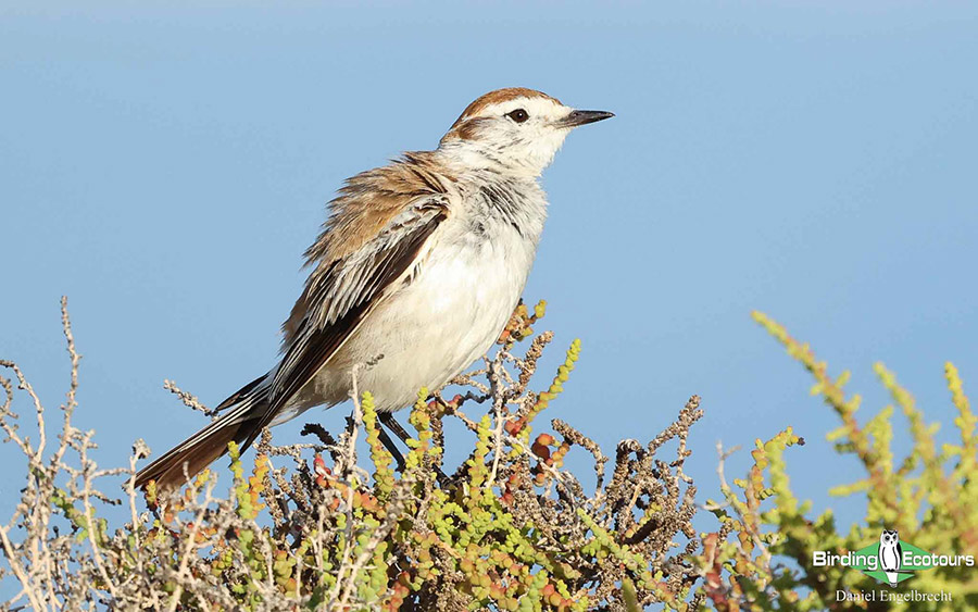 Birding Northwest Argentina