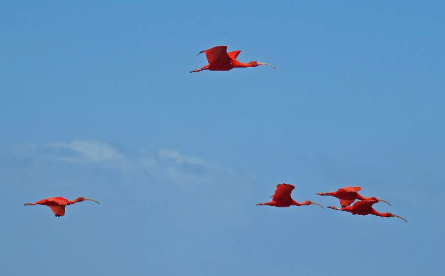 Guyana birding tour