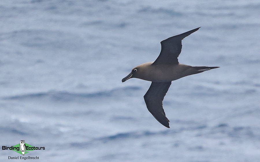 Flock at Sea