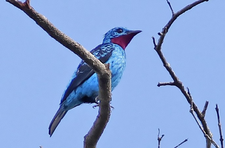 Guyana birding tour