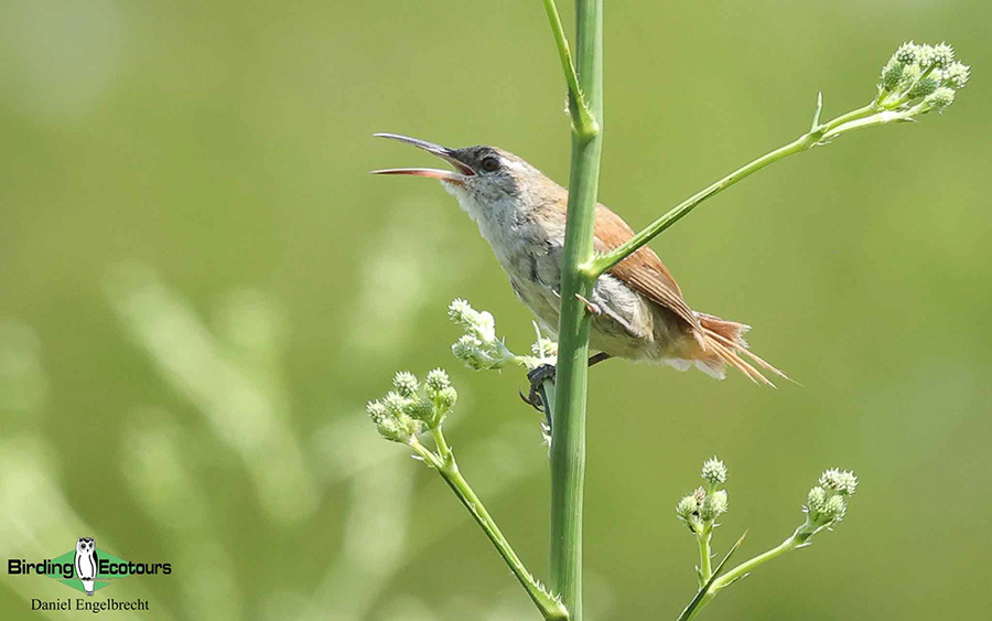 Birding Northwest Argentina