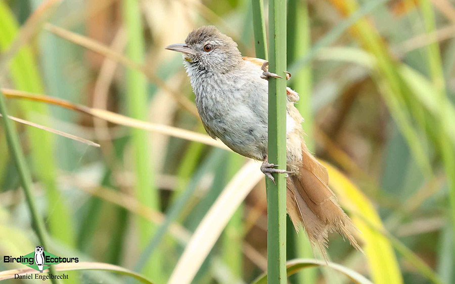 Birding Northwest Argentina