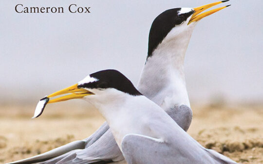 Terns Of North America