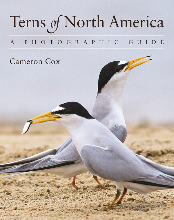 Terns Of North America