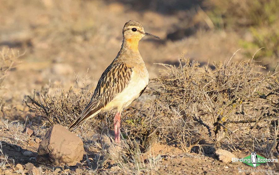 Birding Northwest Argentina