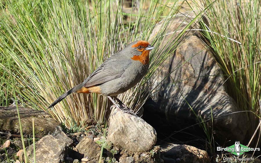 Birding Northwest Argentina