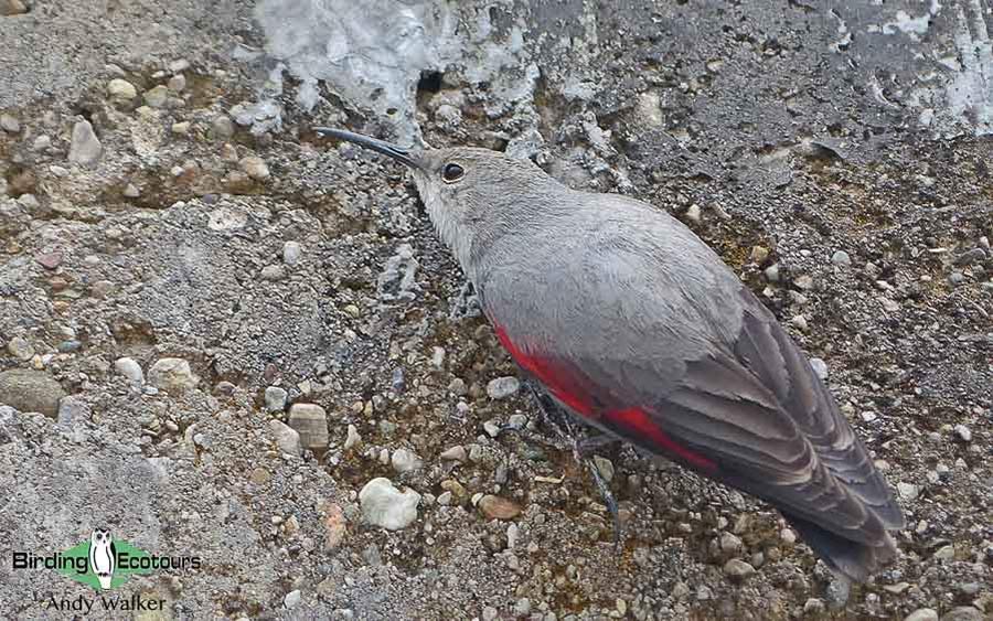 Northeast India birding 