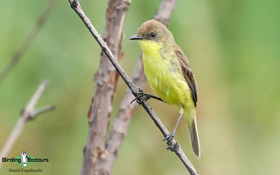 Birding Northwest Argentina