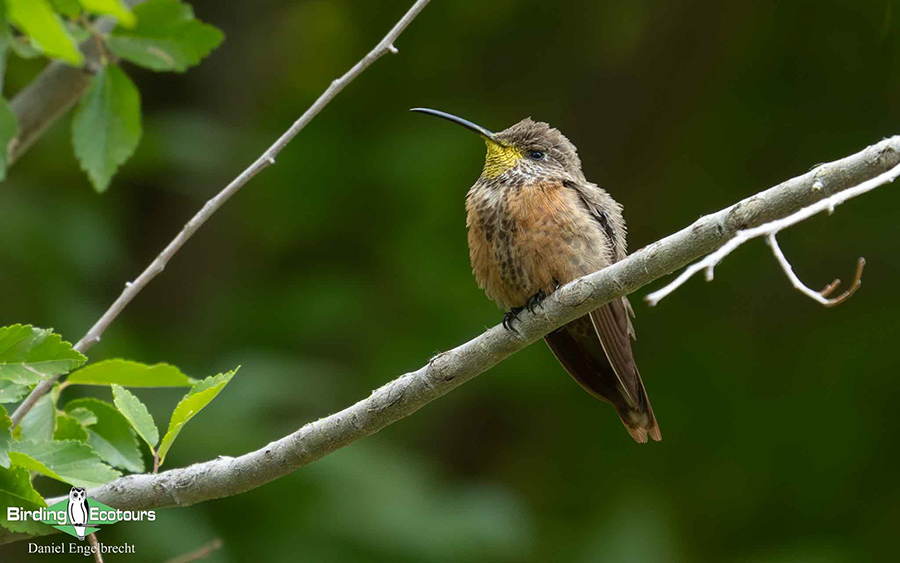 Birding Northwest Argentina