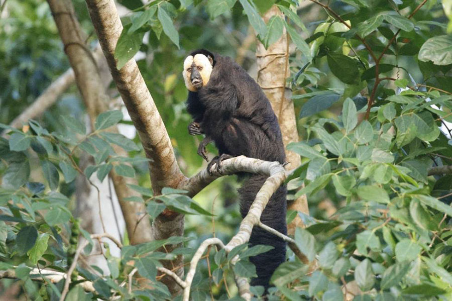 Guyana birding tour