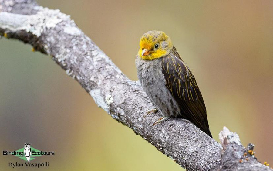 Northeast India birding 