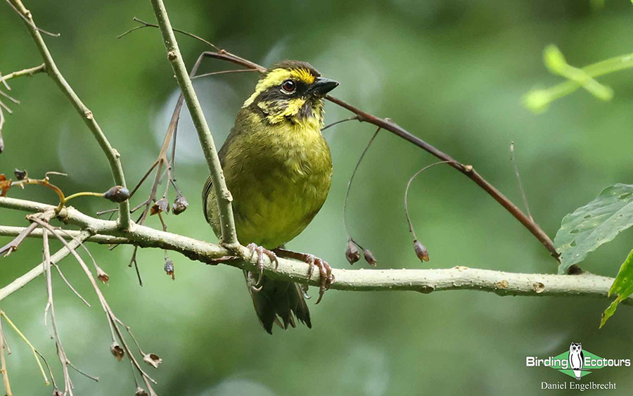 Birding Northwest Argentina