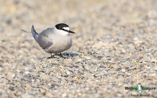 Alaska birding tours