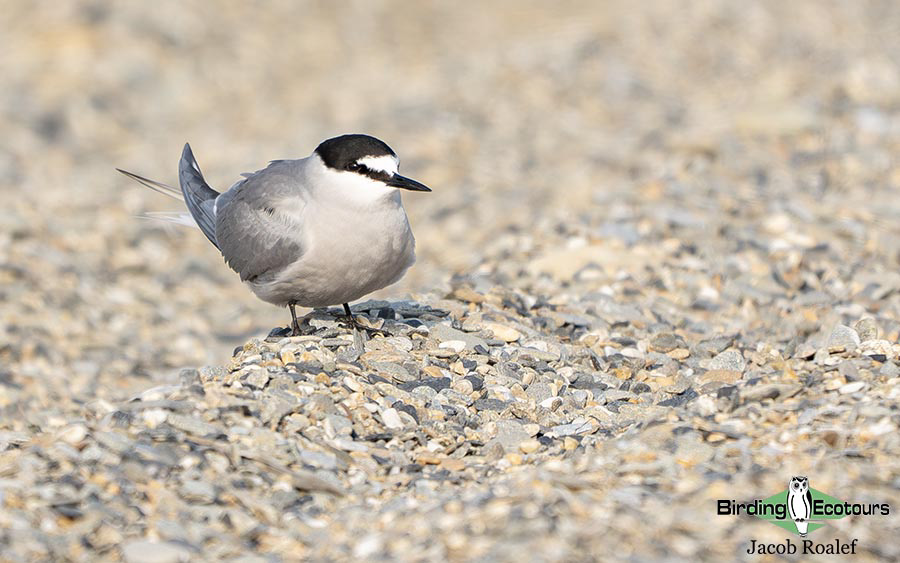 Alaska birding tours