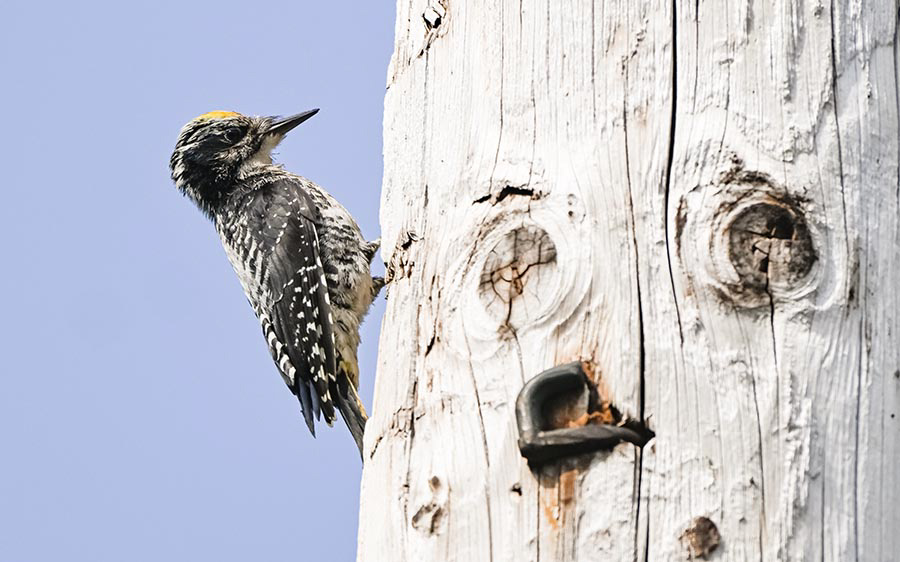 Alaska birding tours