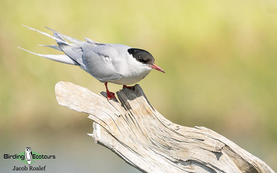 Alaska birding tours