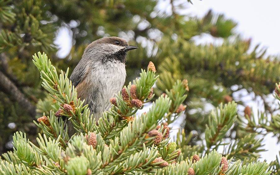 Alaska birding tours