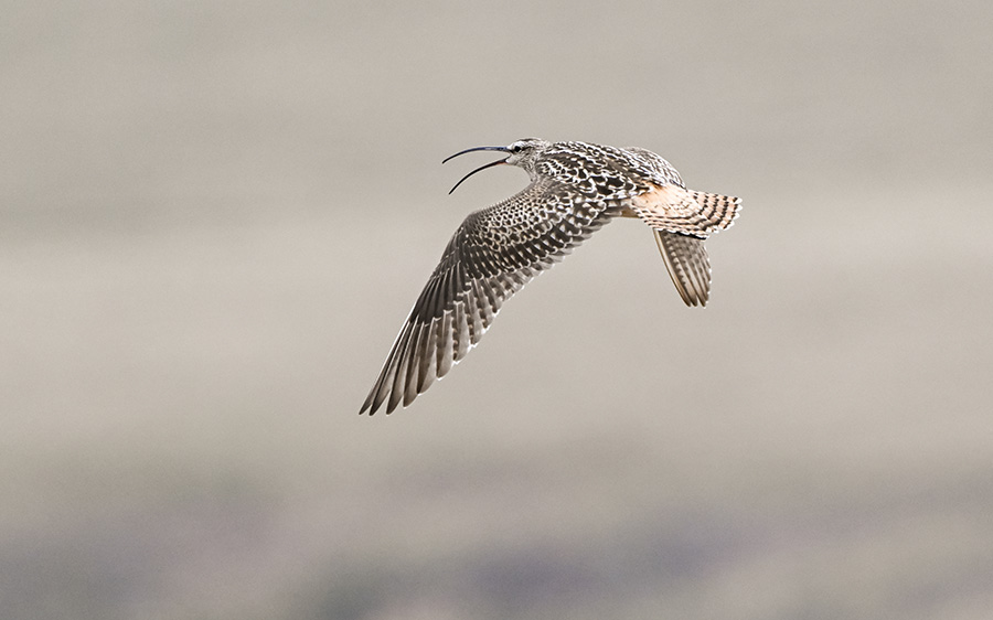 Alaska birding tours
