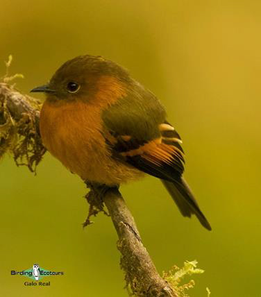 Northern Ecuador bird tour