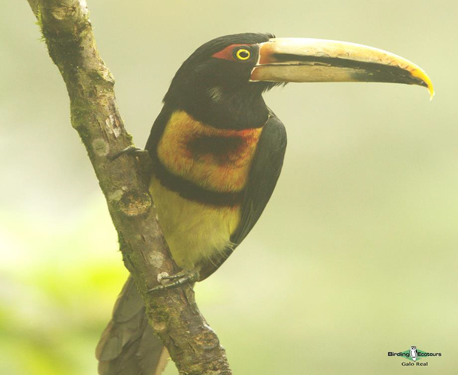 Northern Ecuador bird tour