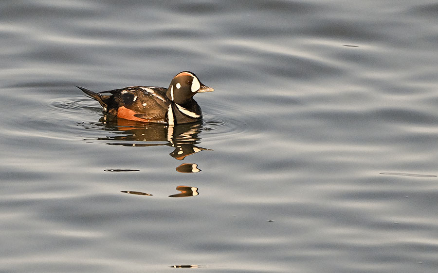 Alaska birding tours