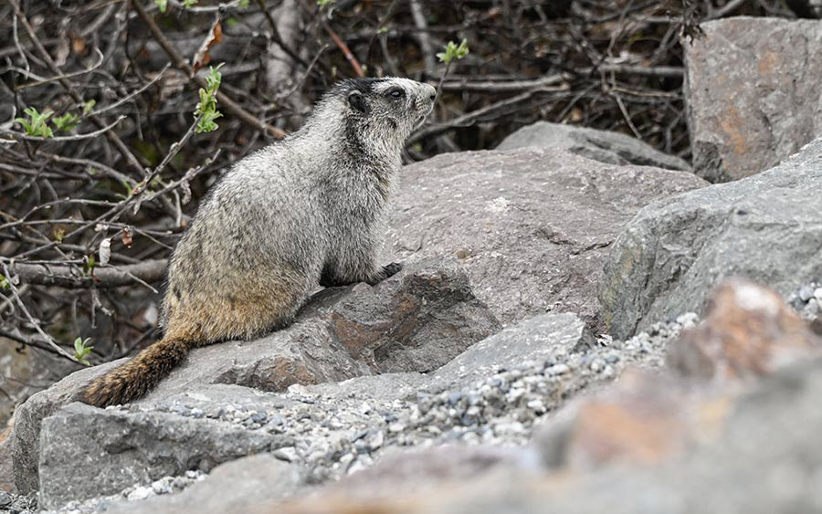 Alaska birding tours
