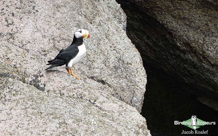Alaska birding tours